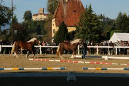 kaltblut-praemierung altenbeuern 2025 (7)