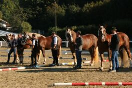 kaltblut-praemierung altenbeuern 2025 (8)