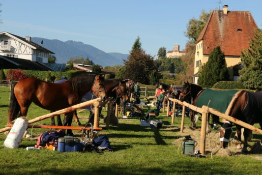 kaltblut-praemierung altenbeuern 2025 (9)