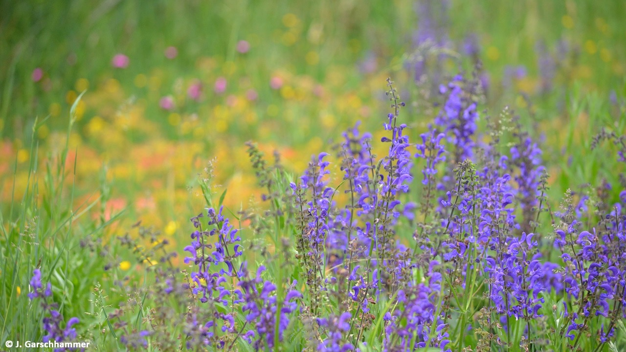 Einadung-JHV-BUND-Naturschutz-in-Eggst-tt