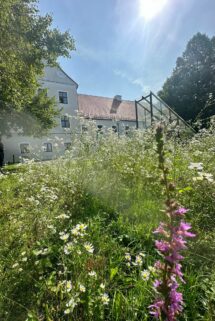 Blühwiese Westseite