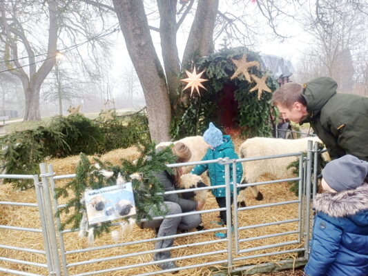 ChristkindlmÜOrtsmiKindtSchafe12.25