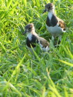 Jungvoegel Stuerzlham_Landratsamt Rosenheim