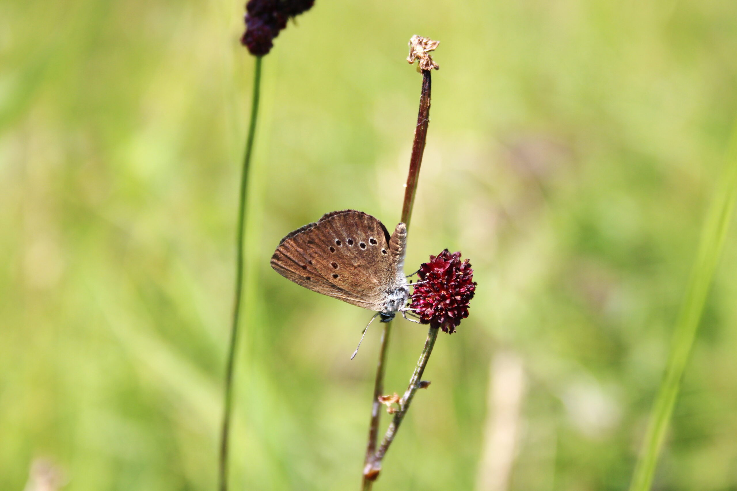 Schmetterling-des-Jahres-2026