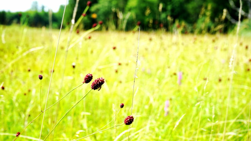 Großer Wiesenknopf_2_Foto_Patrick Guderitz