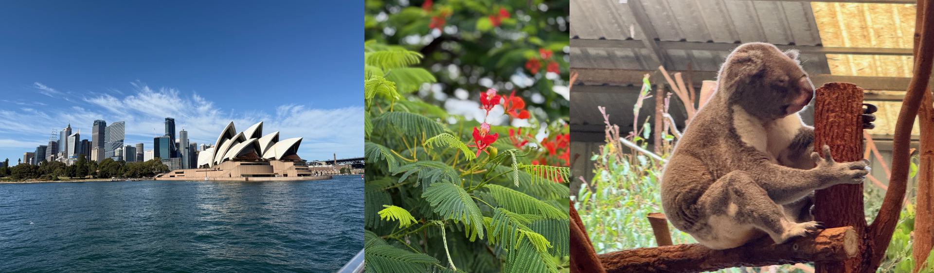 Neujahrs-Bilder-Gr-e-aus-Australien