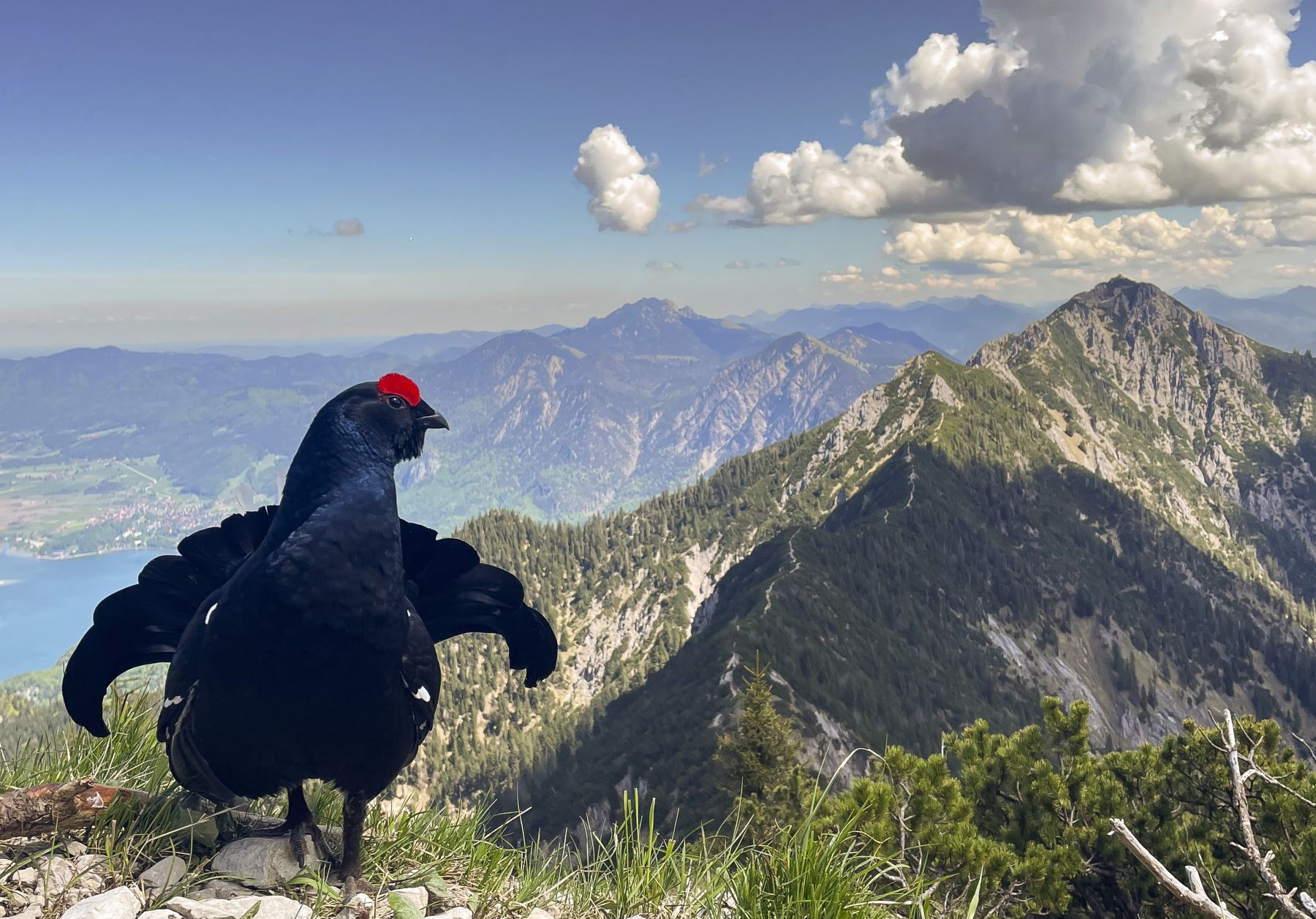 Gro-artige-Aufnahmen-Natur-im-Fokus-