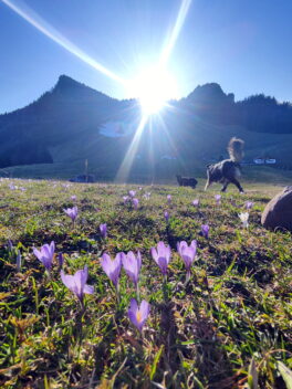 379e8be3-ce81-401c-913a-5cf2d82a1040