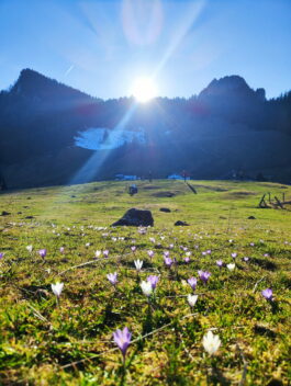 b5d8a21f-169a-45e4-9e1c-ede1fa4b7594