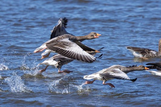 AktNatBeo-210916-ah-01-Graugaense_fluechten_vor_Seeadler_HB