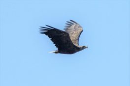 AktNatBeo-210916-ah-02-Seeadler_HB