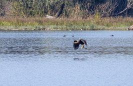 AktNatBeo-210916-ah-04-Seeadler_erbeutet_Haubentaucher_HB_(1)