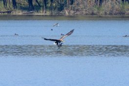 AktNatBeo-210916-ah-06-Seeadler_erbeutet_Haubentaucher_HB_(5)