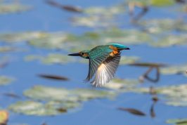 AktNatBeo-210916-ah-08-Eisvogel_HB