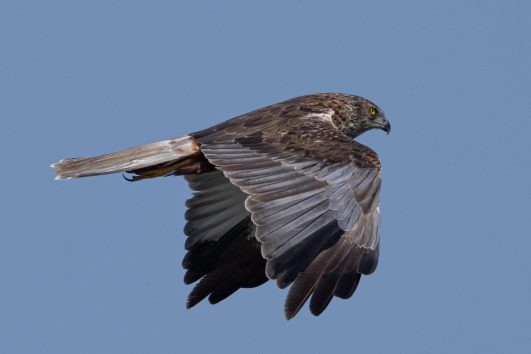 AktNatBeo-210916-ah-10-Rohrweihe_HB