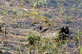 AktNatBeo-210916-ah-12-ringelnatter_HB