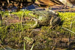 AktNatBeo-210916-ah-14-Seefrosch_HB