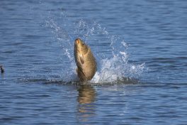 AktNatBeo-210916-ah-16-Schuppenkarpfen_HB