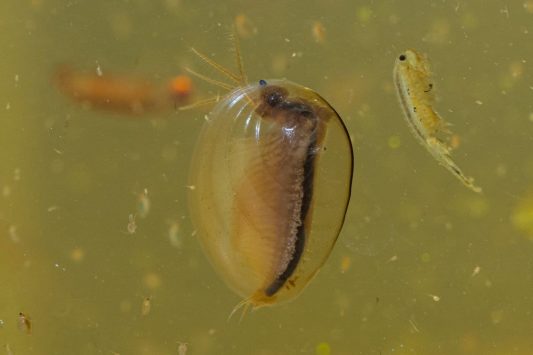 AktNatBeo-210916-ah-17-Urzeitkrebse_bei_Chieming