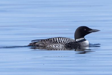 AktNatBeo-210916-ah-18-Eistaucher
