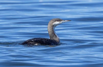 AktNatBeo-210916-ah-20-Prachttaucher
