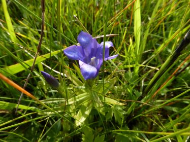AktNatBeo-210927-dh-01_Lungenenzian-2400pix