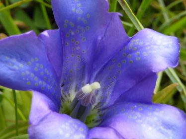 AktNatBeo-210927-dh-02_Lungenenzian-2400pix