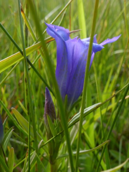 AktNatBeo-210927-dh-03_Lungenenzian-1800pix