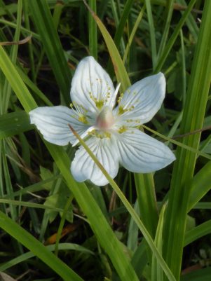 AktNatBeo-210927-dh-04_Sumpf-Herzblatt-1800pix