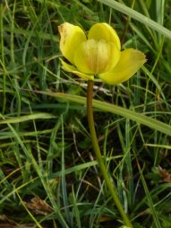 AktNatBeo-210927-dh-05_Ranunkel-Trollblume-1800pix