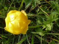 AktNatBeo-210927-dh-06_Ranunkel-Trollblume-2400pix