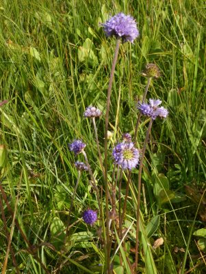 AktNatBeo-210927-dh-07_Teufelsabbiss-1800pix