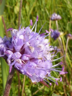 AktNatBeo-210927-dh-08_Teufelsabbiss-1800pix