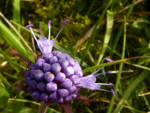 AktNatBeo-210927-dh-09_Teufelsabbiss-2400pix