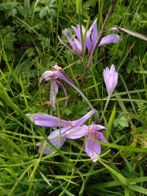AktNatBeo-210927-dh-10_Herbstzeitlose-1800pix