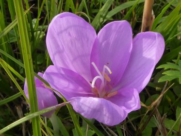 AktNatBeo-210927-dh-11_Herbstzeitlose-2400pix