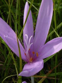 AktNatBeo-210927-dh-12_Herbstzeitlose-1800pix