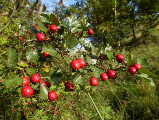 AktNatBeo-210927-dh-13_Weißdorn-Beeren-2400pix