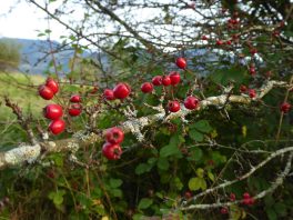 AktNatBeo-210927-dh-15_Weißdorn-Beeren-2400pix