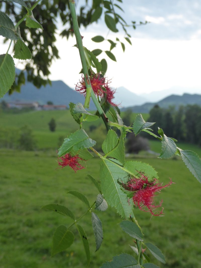 AktNatBeo-210927-dh-16_Gallen der Rosen-Gallwespe-1800pix