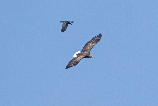 AktNatBeo-210928-ah-05-Seeadler_HB_(1)