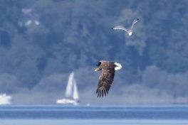 AktNatBeo-210928-ah-05-Seeadler_HB_(2)