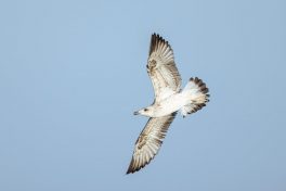 AktNatBeo-210928-ah-10-jagende_Grossmoewe_im_Jugendkleid_(1)