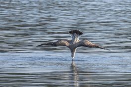 AktNatBeo-210928-ah-12-jagende_Grossmoewe_im_Jugendkleid_(2)