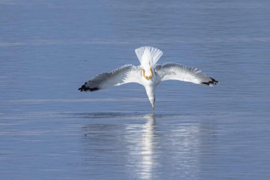 AktNatBeo-210928-ah-14-jagende_Grossmoewe_adult_HB