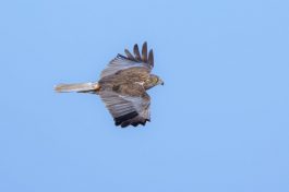 AktNatBeo-210928-ah-16-Rohrweihe_Maennchen_HB