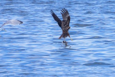 AktNatBeo-210928-ah-18-Rohrweihe_Weibchen_erbeutet_tote_Wanderratte__3HB_(1)