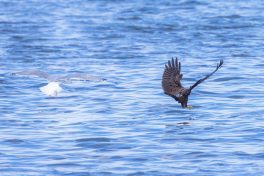 AktNatBeo-210928-ah-19-Rohrweihe_Weibchen_erbeutet_tote_Wanderratte_2HB_(3)