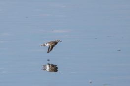 AktNatBeo-210928-ah-22-Flussuferlaeufer_HB