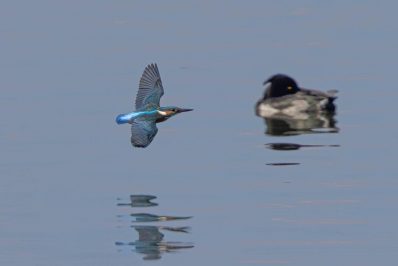 AktNatBeo-210928-ah-25-Eisvogel_HB_(1)